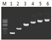 50μl 擴增體系中，以 5ng λDNA 為模板，對 500bp~6.0kb 的擴增結(jié)果
