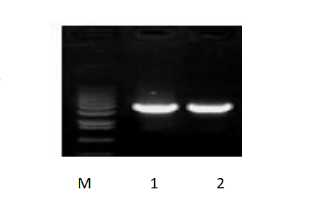 50μl 擴(kuò)增體系，以 50ng 人基因組DNA 為模板，對(duì) 3kb 片段擴(kuò)增結(jié)果。