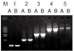 使用普通（A組）及含染料（B組）的2×Taq Master Mix配制的50μl擴(kuò)增體系，以5ng λDNA為模板， 對500bp～6.0kb片段的擴(kuò)增結(jié)果