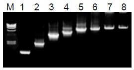 50μL 擴(kuò)增體系中，λDNA 為模板，擴(kuò)增 1kb~20kb 片段。