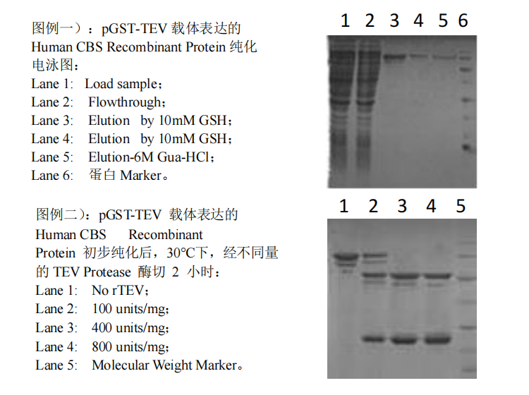 pGST-TEV Expression Kit應(yīng)用實例