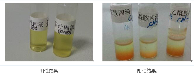 將產(chǎn)熒光的菌落的純培養(yǎng)物接種到乙酰胺肉湯中36℃培養(yǎng)24h，加入鈉氏試劑