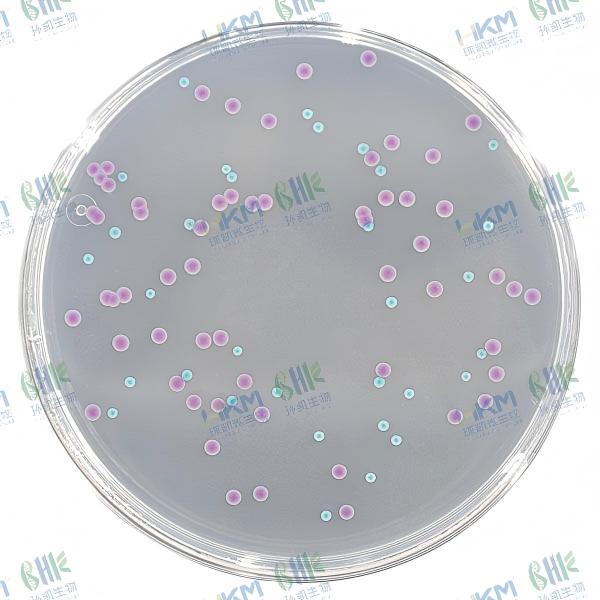 CRM003A 大腸菌群大腸桿菌(ECC)顯色培養(yǎng)基平板 90mm×20個